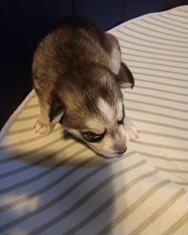 Cute Siberian Husky and German Shepard mix named Puppies