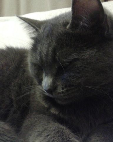 Cute Grey shorthair named In memory of Athena