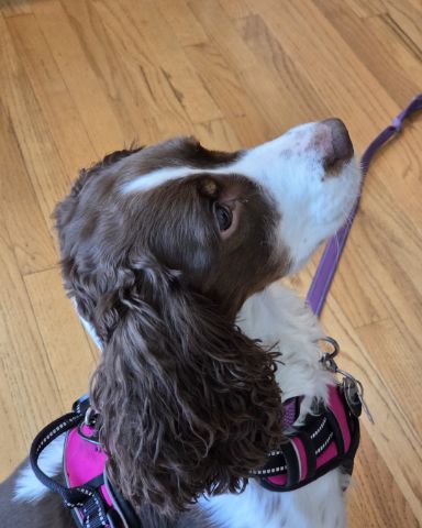 Cute English Springer Spaniel named Sparky