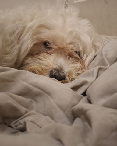 Cute dog named Charlie