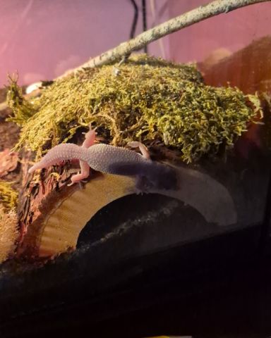 Cute blizzard lepord gecko named crystal