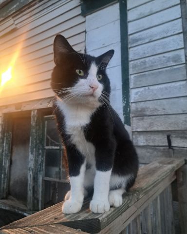 Cute Bobtail named Bear