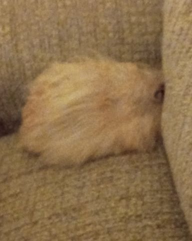 Cute golden hamster named Alex