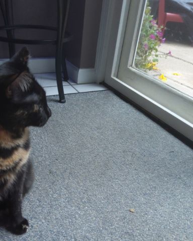 Cute cat named Cherry