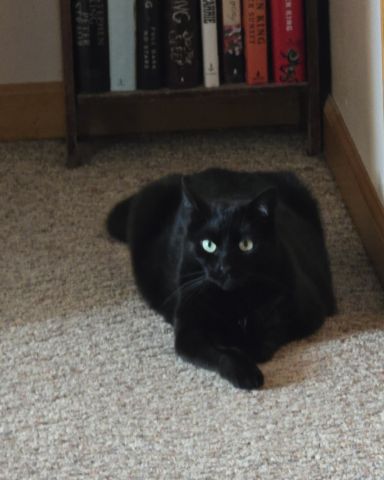 Cute cat named Balerion