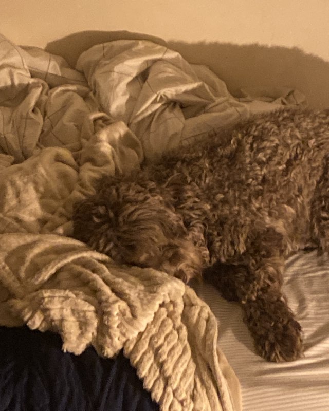 Cute dog named Poppy