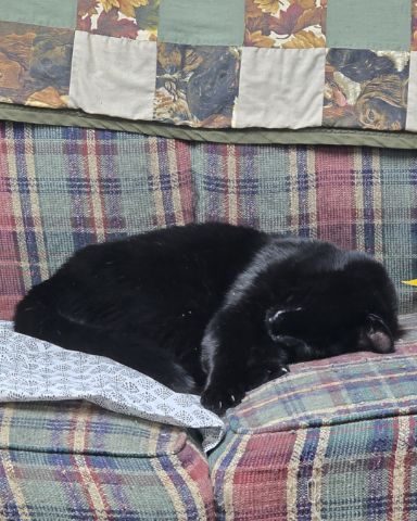 Cute cat named Balerion