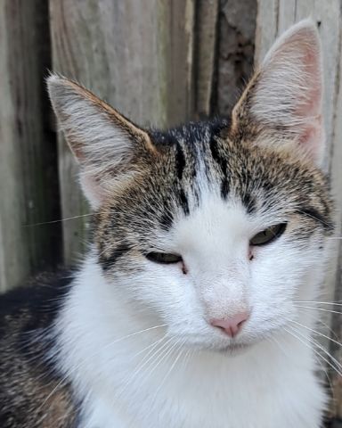 Cute cat named Queen