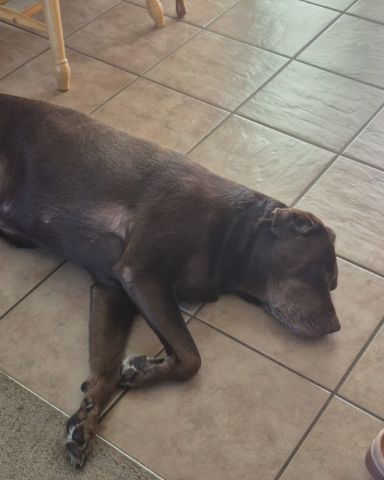 Cute chocolate lab named Roscoe