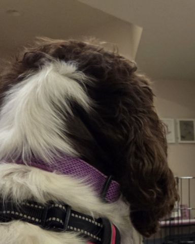Cute English Springer Spaniel named Sparky