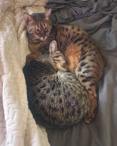 Cute Savannah named Mona