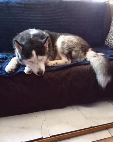 Cute purebred Siberian Husky named Max Preter