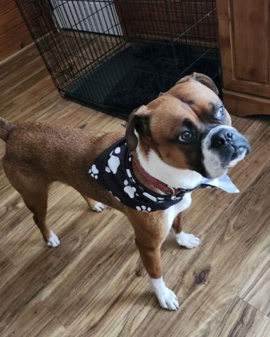Cute Boxer named Clyde