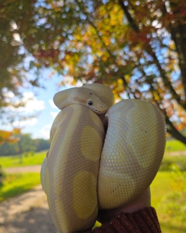 Cute reptile named Gouda