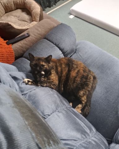 Cute cat named Zeros