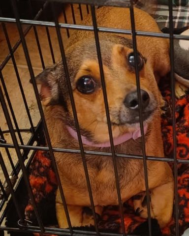 Cute female Chihuahua named joy