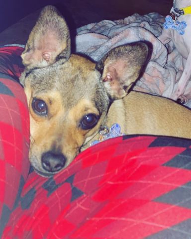 Cute dog named joy
