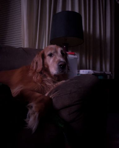 Cute dog named Sparky