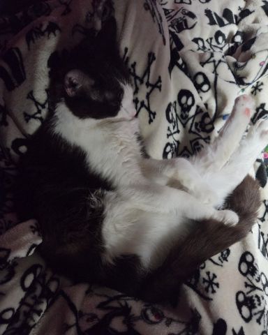 Cute cat named Jersey