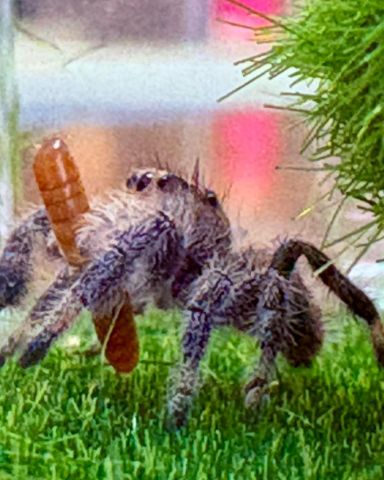 Cute jumping spider named Persephone