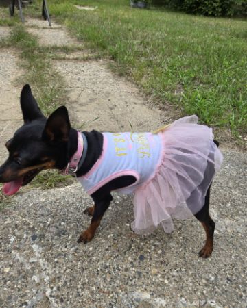Cute Min Pin/  Chiwawa named Coco Chanel