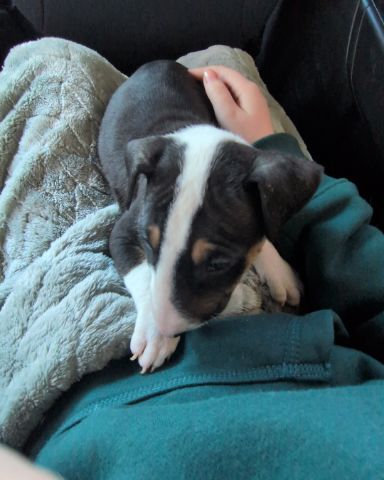 Cute bull terrier named Chinook