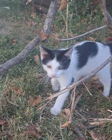 Cute cat named Little-Panda
