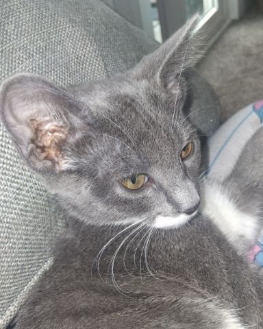 Cute grey tabby and tuxedo mix named ash