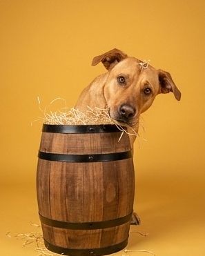 Cute Mutt named Manny