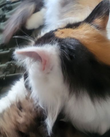 Cute cat named daisy