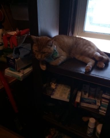 Cute tabby named Tiger