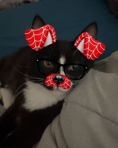 Cute cat named Olivier