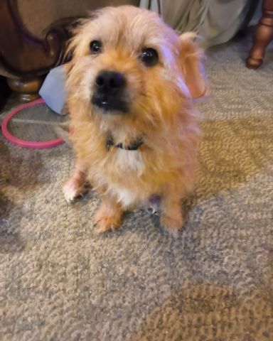 Cute mutt named dexter