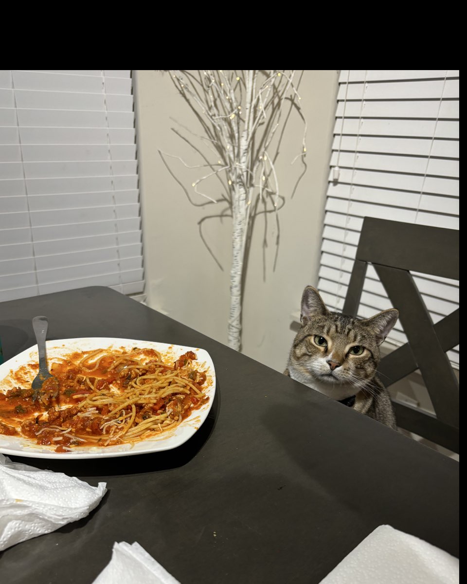 Cute cat named Jasper