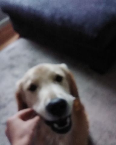 Cute golden retriever named beso