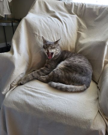 Jack, Pet of the Day (2026-08-23)
