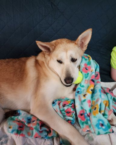 Cute Labsky named Bella