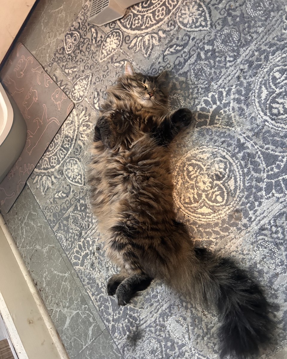 Cute cat named Beau