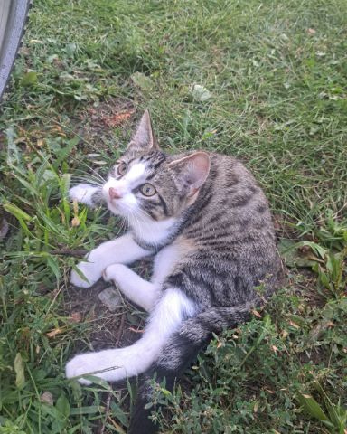 Cute cat named Sol