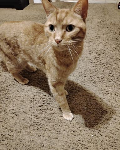 Cute tabby named Tiger