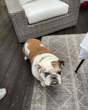 Cute Boxer named Niya