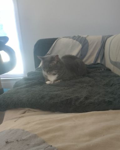 Cute American shorthair named Lillith