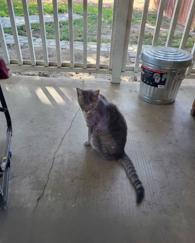 Cute Tabby named Jack