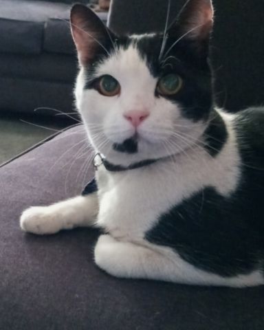 Cute cat named Zeke