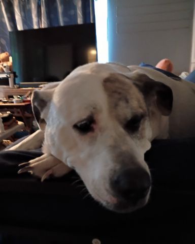 Cute Great Dane Mix named Ladybug