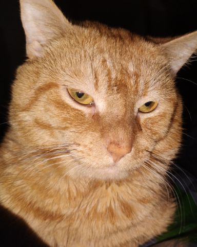 Cute Orange named Butter