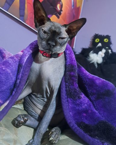 Cute cat named Tilly