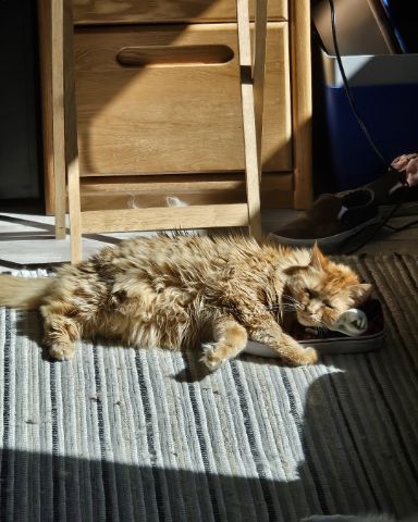 Cute cat named Smudge ( Orange ) And Marshmallow ( White )