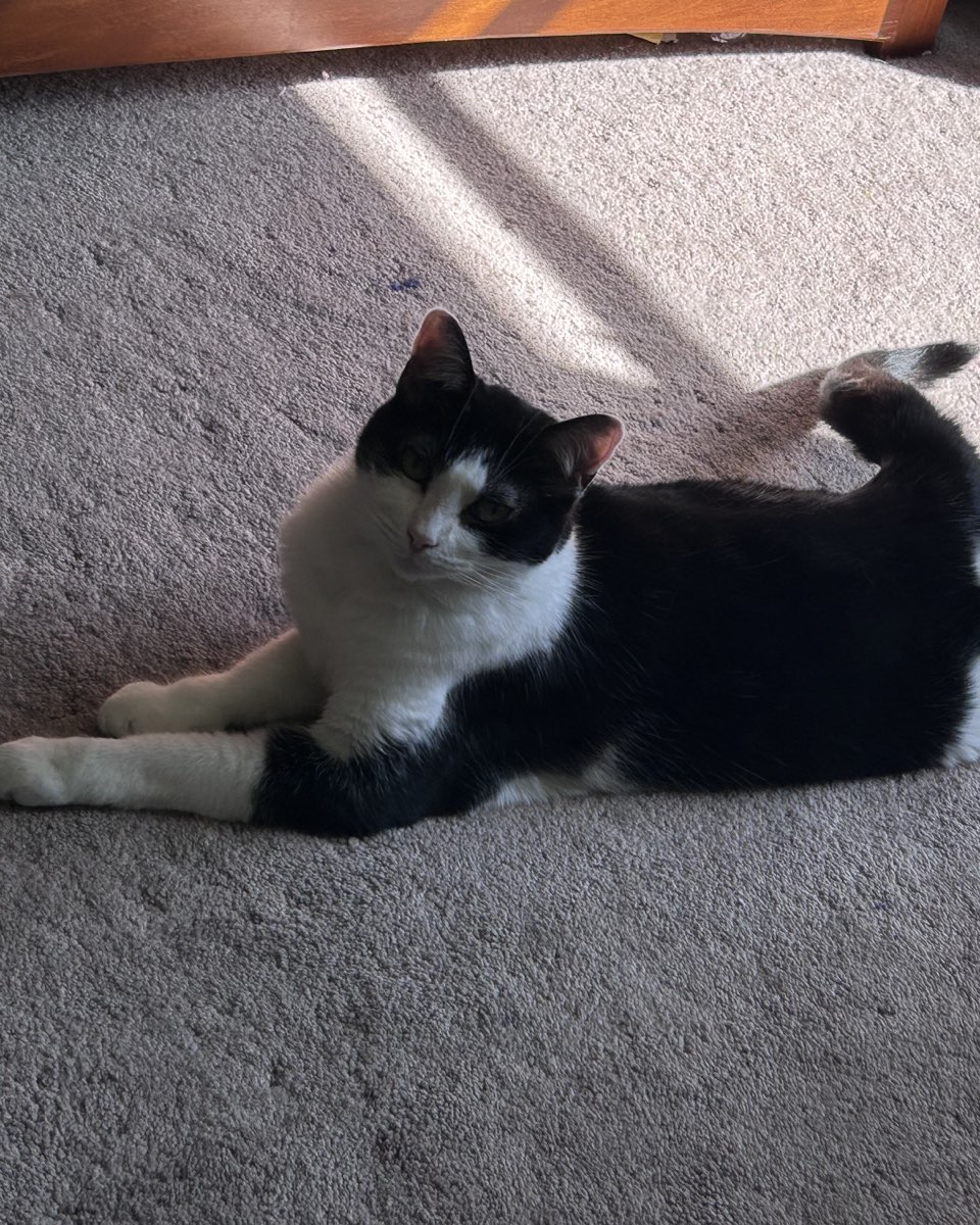 Cute cat named Lucy