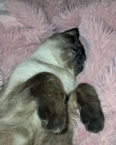 Cute Siamese named Luna🌙💫 (twin of Stella)